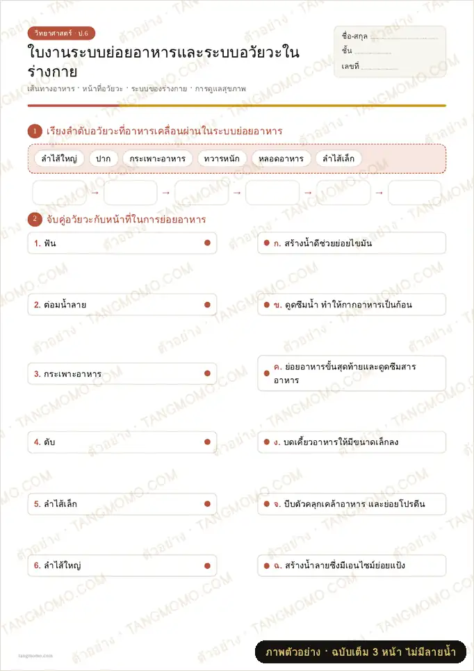 ภาพตัวอย่างบางส่วนของ ใบงานระบบย่อยอาหารและระบบอวัยวะในร่างกาย (PDF พร้อมพิมพ์)
