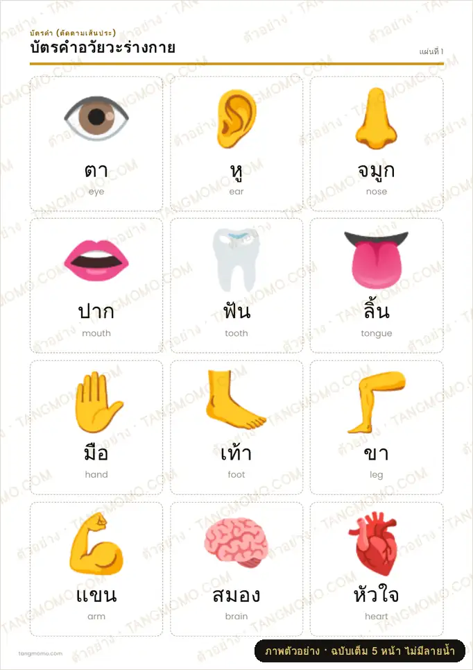 ภาพตัวอย่างบางส่วนของ บัตรคำอวัยวะร่างกาย (PDF พร้อมพิมพ์)